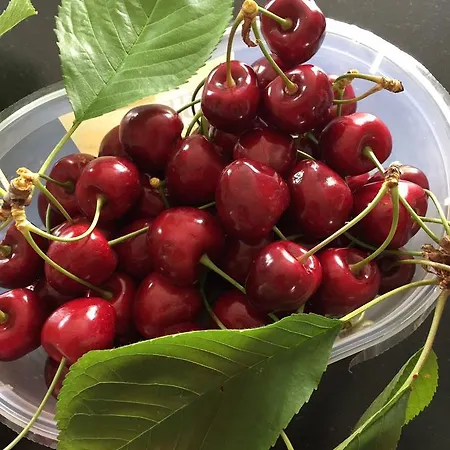 La Girarde Bed and Breakfast Saint-Quentin-de-Caplong