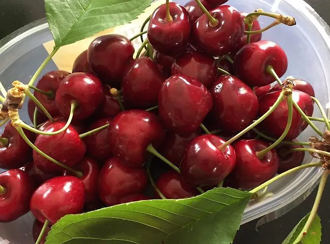 La Girarde Bed & Breakfast Saint-Quentin-de-Caplong